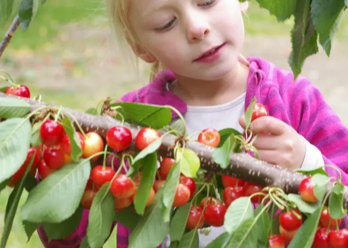 Vakantiehuis Harzer Feriengarten *