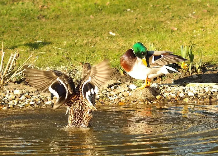 Vakantiehuis Harzer Feriengarten *
